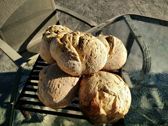 Outdoor Bread Oven (55)